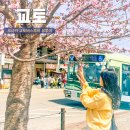 메트로렌탈엔투어서비스(주) | 오사카 교토 버스투어 추천 일일버스투어 벚꽃 아라시야마 금각사 청수사 여우신사