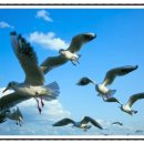 부산갈메기 이미지