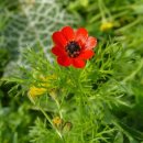 아도니스 이미지