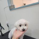 초롱애견 이미지