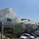 농업회사법인(주)힐링시스템 | [도소매 꽃집] 대림 원예 종묘, 장미 축제, 모묙 모종 쇼핑