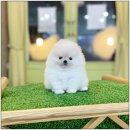 퍼피당강아지 안산본점 이미지