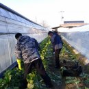 김영태농장 이미지