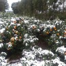 효성농장 이미지