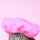 목욕하는고양이 이미지