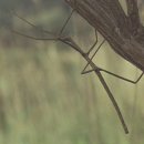 베니싱//장 클로드 반담 이미지