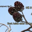 송박사의 꽃 이야기- 오리나무 이미지