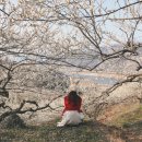 매화뷔페 이미지