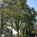 디즈니랜드게임장 | [상해여행] 2일차 : 휴족시간 지압, 상해 디즈니랜드 오후입장, 가오라오지우 훠궈 솔직후기