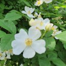 망운지정(望雲之情) 이미지