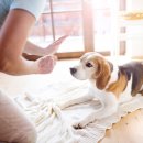 멍멍왈왈 이미지