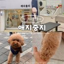 애지중지 | 의정부 강아지 미용 푸들 가위컷 애지중지 내돈내산 후기
