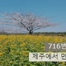 제주에서 만난 벚꽃 이미지