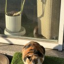 명품차병원 | 2월의 일상(2) (긴자료코,목동분식,LA갈비,봄동비빔밥,여수당일치기,바다김밥,노랑고래,장범준브런치쇼...