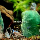 수지로 이면도로 | 상현역 미용실 태슬컷 태슬펌 볼륨매직 찐 후기 밎 분석