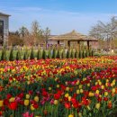 평택시농업기술센터 북부 농기계임대사업소 | 경기도 당일치기 4월 꽃구경 무료 튤립 만개한 평택시농업생태원