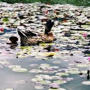 청둥오리 이미지