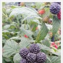 혜주농장 이미지