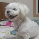 알리에 이미지