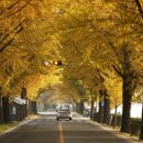 은행나무길 이미지