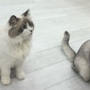 캣플헤븐 AK플라자금정점 이미지