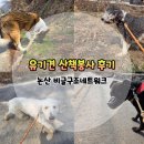 두사람네트워크 | 논산 비글구조네트워크 봉사 후기 | 다녀오고 나서 쿠키를 더 오래 안아주게 된 하루