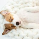 수원고양이분양 드림캣 안심분양센터 이미지