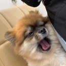 아르코펫 - 화성시 동탄순환대로 27 | 아르코펫