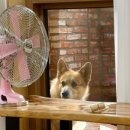 작은마을, 작은숲 이미지