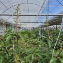 서홍농장 이미지