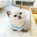 아띠캣 이미지