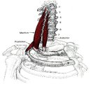 사각근(Scalene) 이미지