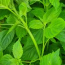 순만농장 이미지