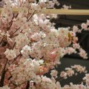 일떡 미아길음점 | 모카번 젤라또 밀크티 맛집을 한 곳에서 만나는 현대백화점 미아점 베이커리 페어, 벚꽃 산책 방문 후기