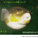 동성복돼지