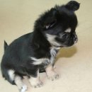 치와와 둥지 이미지