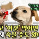 반려견이 절대로먹으면 안되는것 이미지