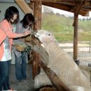 순진목장 이미지