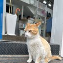 🐾 반함헤어에서 만난 귀여운 고양이 &#39;나비&#39;와 함께한 특별한 시간