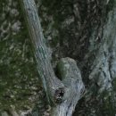 미륵산 경천묘 이미지