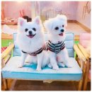 몽이네 맡겨보시개 이미지