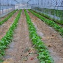 고실농장 이미지