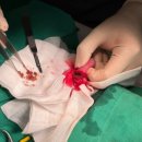 나온동물병원 이미지