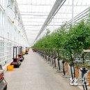 농업회사법인한국농약농자재한국농약농자재 | 우듬지팜: 스마트팜 혁신으로 이끄는 한국 농업의 미래