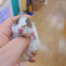 미니펫스토리 이미지