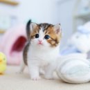 수원고양이분양 고사남 본점 이미지