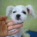 윌리스펫 이미지