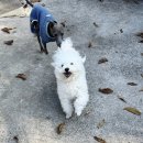 리틀파우스 이미지