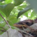 참이슬 농원 이미지