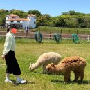 구름밭하우스 | 5월 제주 동쪽 가볼만한 곳 제주 가족여행 알파카와 흑비양도 볼 수 있는 에코랜드 테마파크